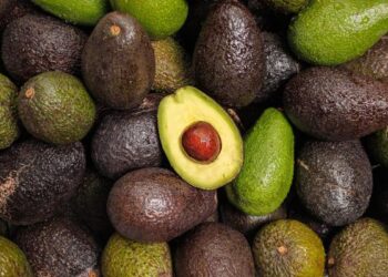 Tanzania Launches 2025/2026 Avocado Season, Targets Export Growth and Farmer Income Boost