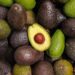 Tanzania Launches 2025/2026 Avocado Season, Targets Export Growth and Farmer Income Boost