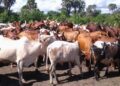 Tanzania Positions Itself as Africa’s Next Livestock Powerhouse Amid Rising Global Demand