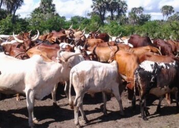 Tanzania Positions Itself as Africa’s Next Livestock Powerhouse Amid Rising Global Demand
