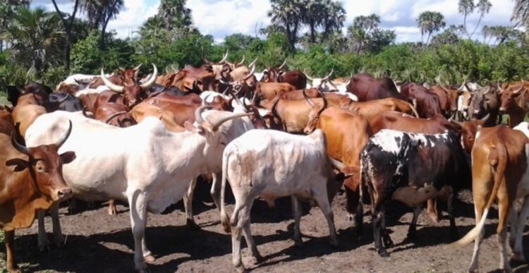Tanzania Positions Itself as Africa’s Next Livestock Powerhouse Amid Rising Global Demand