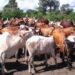 Tanzania Positions Itself as Africa’s Next Livestock Powerhouse Amid Rising Global Demand